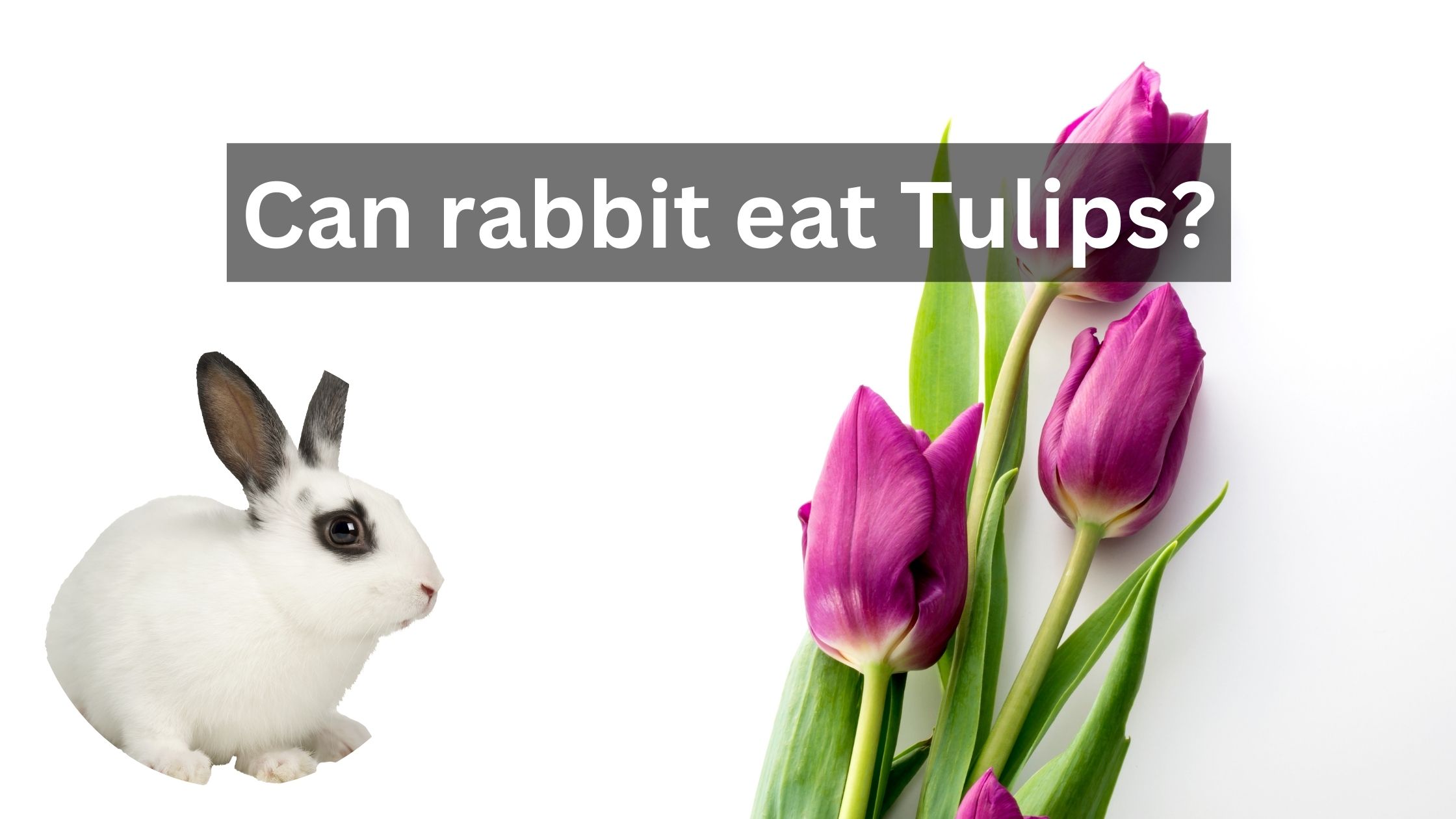 Can rabbit eat Tulips? Peteatguide