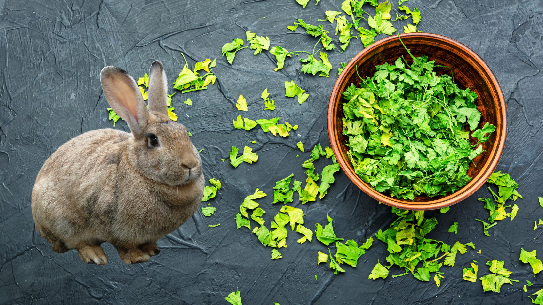 Can Rabbits Eat Parsley? - Peteatguide